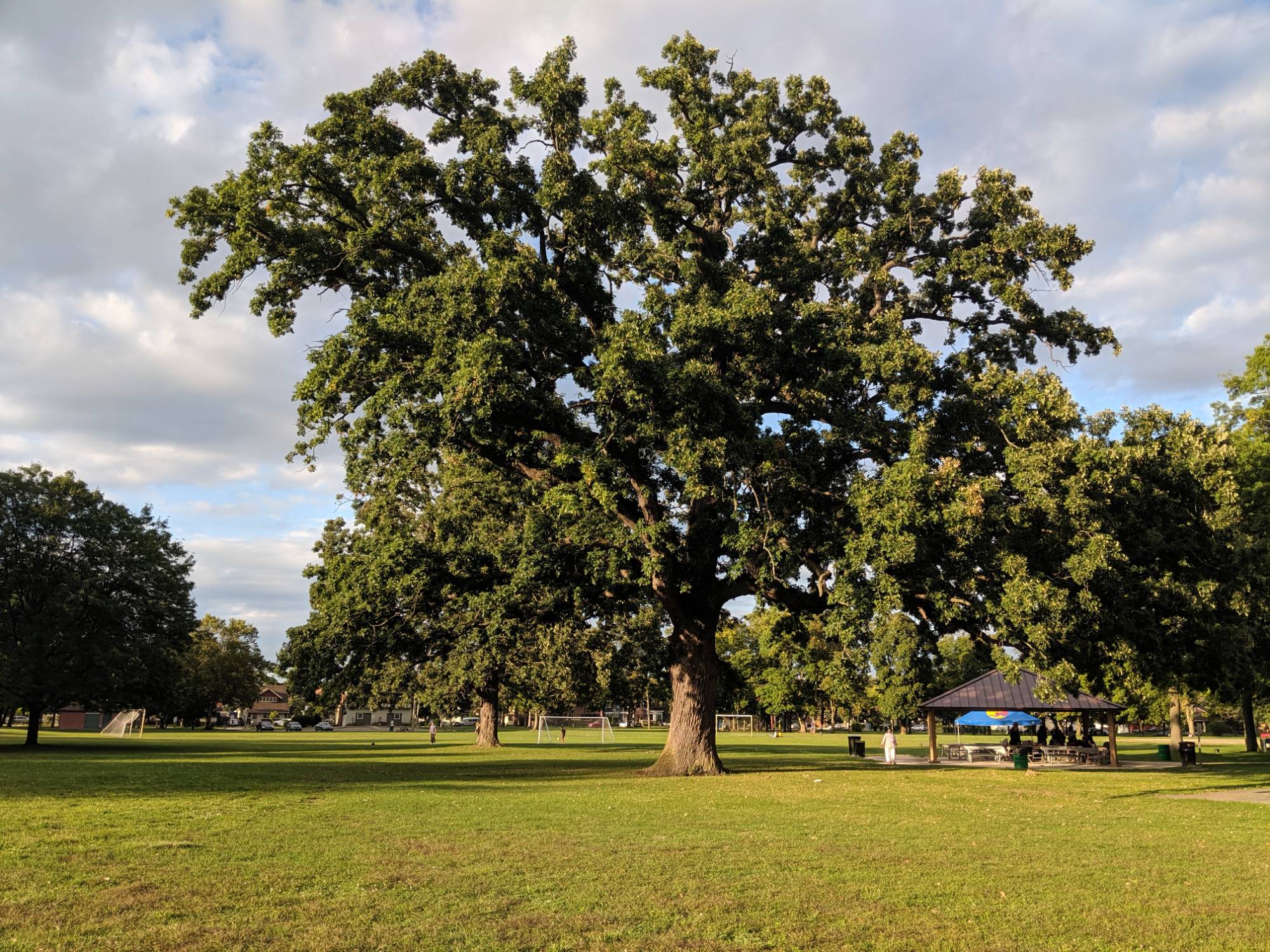 Large tree in field